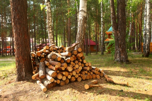 костровое (3)