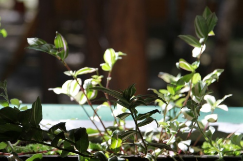 Творчество